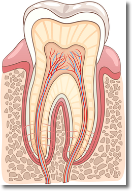 Root Canals - Erwin Dental, PLLC